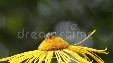 野生单蜜蜂Osmia（Osmia cornuta）是一个奇妙的授粉园